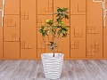 Офисное растение Кротон (Цветок-25045)