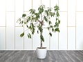  Фикус Амстел Кинг Цветок1-11093