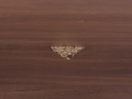 Офисный стол угловой  1 600х910х750 ЛДСП Вишня   (СПУШ1л-10113уц)