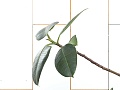  Фикус Эластика Цветок4-11093